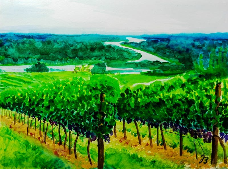 531002 Weinberge * Vineyards in Lower Austria