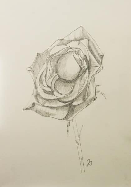 Rose II